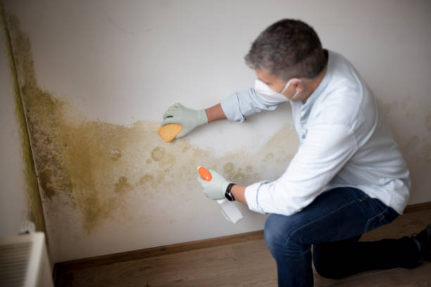 Best Environmental Consulting for Mold Prevention  in Northridge, OH